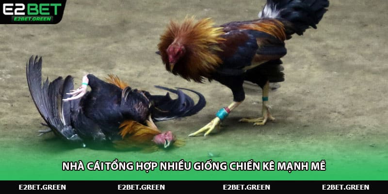 Nhà cái tổng hợp nhiều giống chiến kê mạnh mẽ